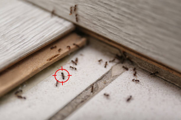 Best Affordable Pest Control Services  in Uvalde Estates, TX