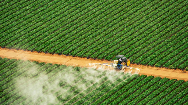 Best Termite Control Services  in Uvalde Estates, TX