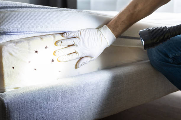 Best Cockroach Control Services  in Uvalde Estates, TX