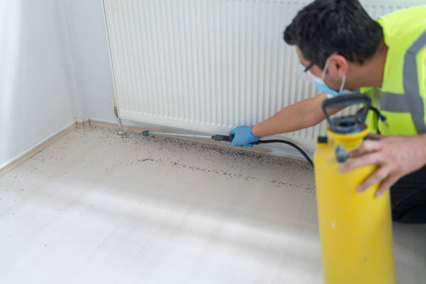 Best Rat Extermination Near Me  in Uvalde Estates, TX
